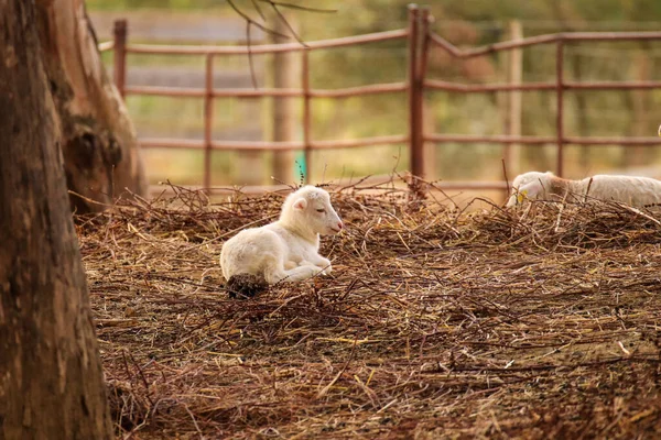 Tarladaki Bebek Koyunlar — Stok fotoğraf