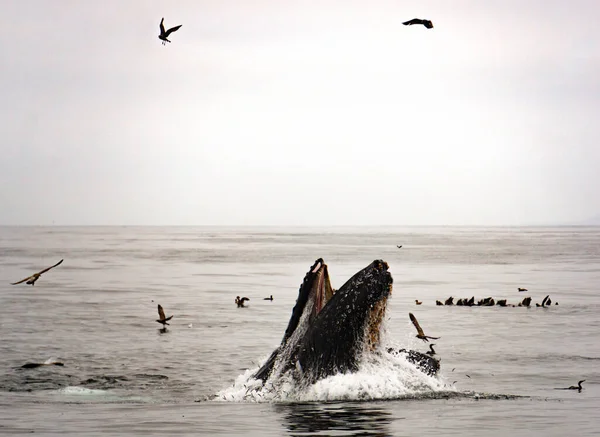 Humpback Whale Lunge Alimentando Monterey Bay Califórnia Dia Nebuloso — Fotografia de Stock