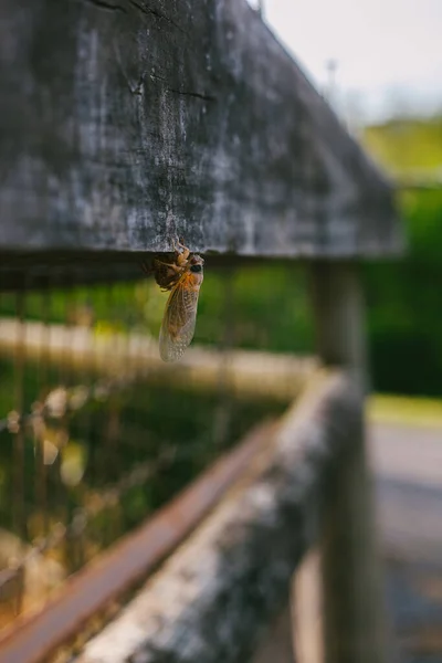 Ένας Cicada Εντόμων Κρεμάει Μια Ξύλινη Θέση Fence — Φωτογραφία Αρχείου