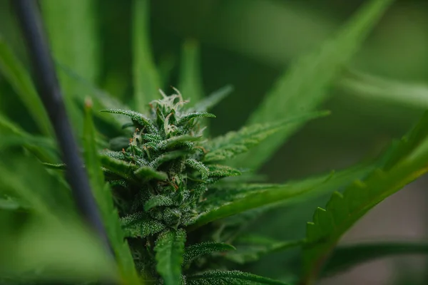 Close Cannabis Buds Folhas Tricomas — Fotografia de Stock