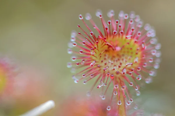 Hojas Redondas Rocío Del Sol Drosera Rotundifolia Amberes Bélgica —  Fotos de Stock