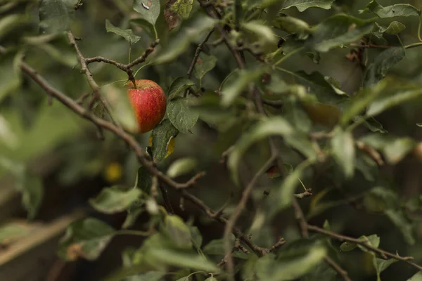 Uma Maçã Pequena Vermelha Pendurada Uma Árvore Maçã — Fotografia de Stock
