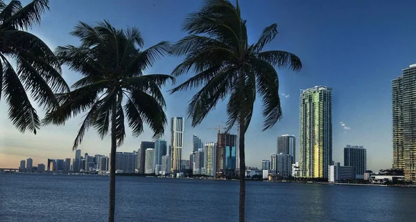 Panorama Miami Florida Skyline Palms —  Fotos de Stock