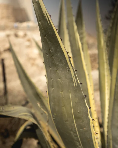Çöl Ürdün Manzaralarında Kaktüsler — Stok fotoğraf