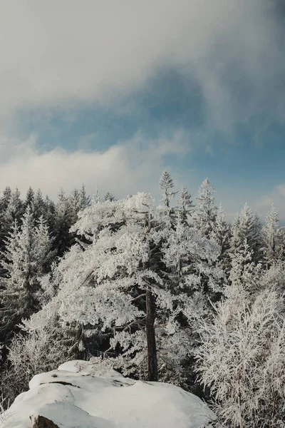 树枝被雪覆盖 — 图库照片
