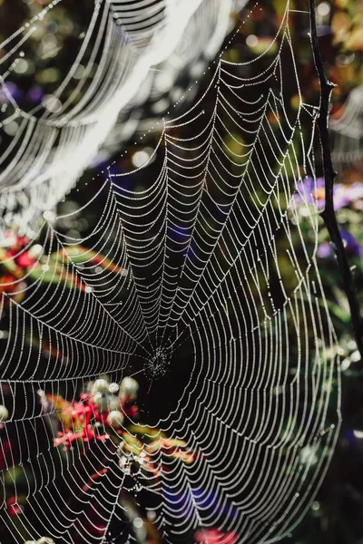 Μακροσκοπική Εικόνα Των Κλώνων Ενός Ιστού Αράχνης Καλυμμένου Δροσιά — Φωτογραφία Αρχείου