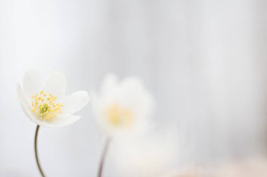 Anemone nemorosa, ahşap şakayık yakından. Bahar çiçeğinin başlangıcı.