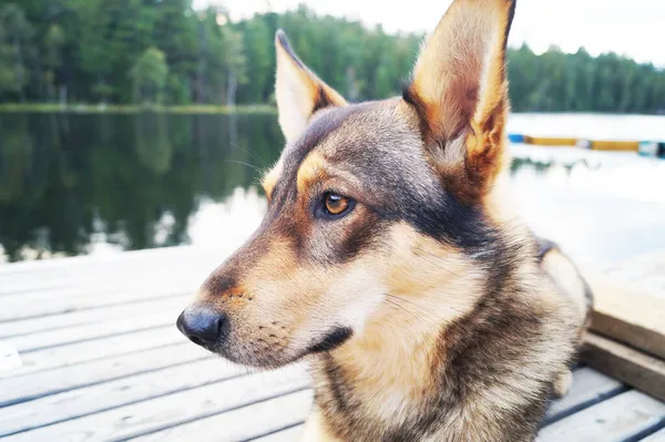 Perro Guarda Casa Encuentra Suelo Madera —  Fotos de Stock