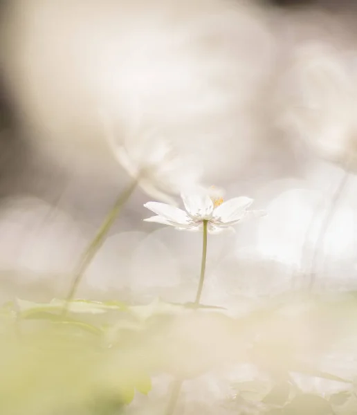 Anemone Nemorosa Ahşap Şakayık Yakından Bahar Çiçeğinin Başlangıcı — Stok fotoğraf