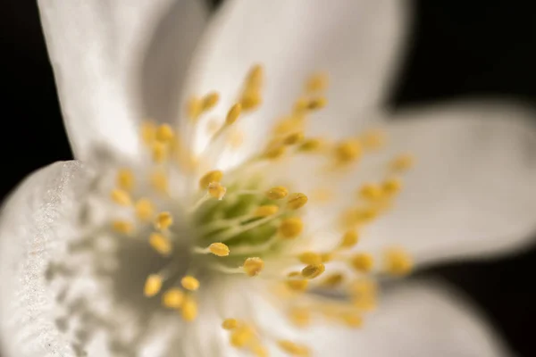 Anémone Nemorosa Fleur Anémone Bois Extérieur — Photo