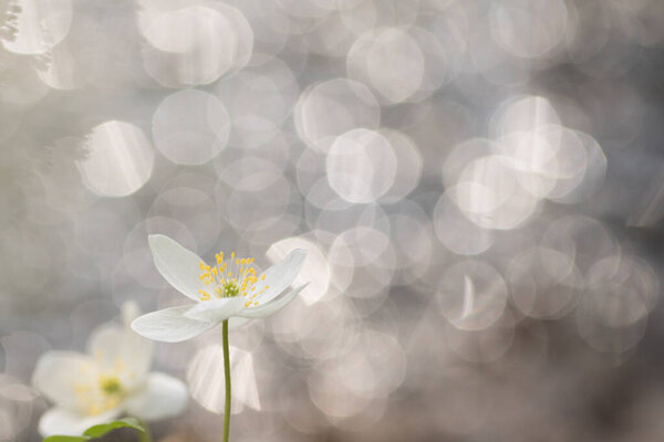 Anemone nemorosa,wood anemone flower outside