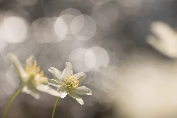 Anemone Nemorosa Ahşap Şakayık Çiçeği Dışarıda — Stok fotoğraf
