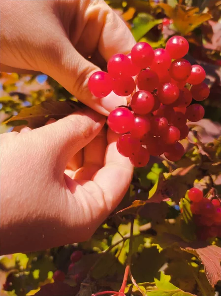 Hands Picking Ripe Viburnum Branch Closeup — Stock Photo, Image