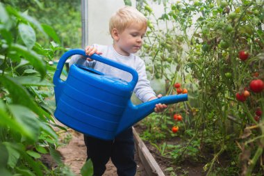 Küçük bir çocuk, seradaki sulama kutusundan domates suluyor.