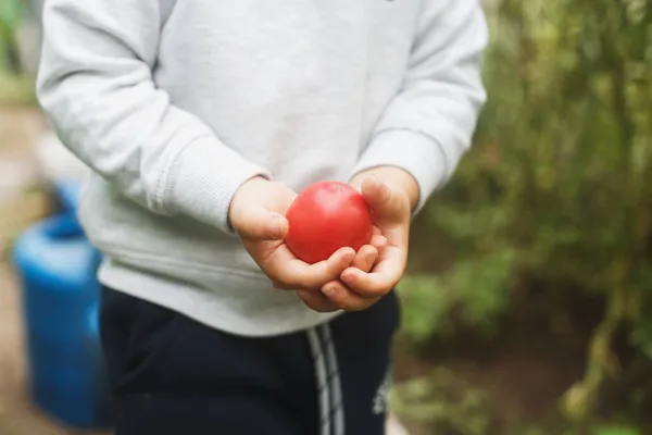 Küçük Bir Çocuğun Ellerinde Taze Kırmızı Domates — Stok fotoğraf