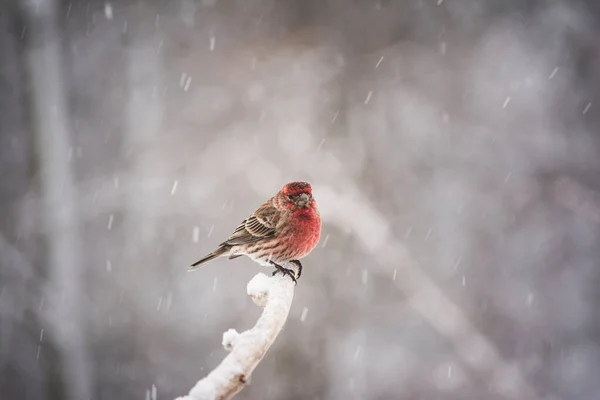 House Finch Sitting Branch Winter — Stock Photo, Image