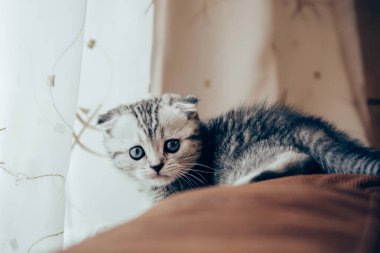 Korkmuş kedi yavrusu kameraya bakıyor.