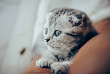 Şirin İskoç kedi yavrusu başka tarafa bakıyor.