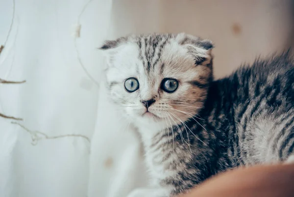 Bonito Escocês Dobra Gatinho Olhando Para Longe — Fotografia de Stock