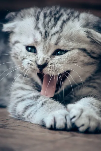 Naprawdę Szalony Słodkie Kotek Syczenie — Zdjęcie stockowe