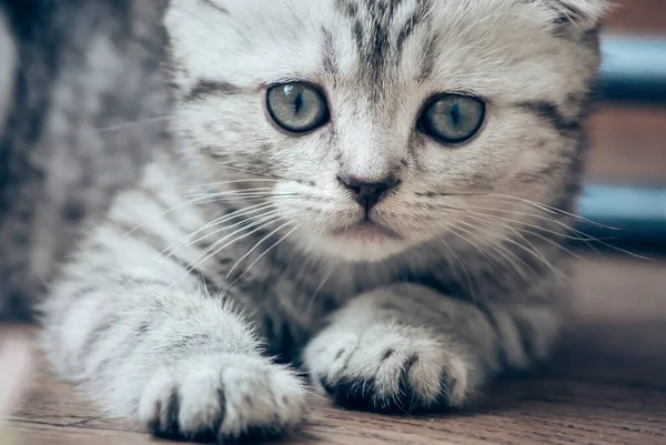 Portret Małego Kotka Bliska — Zdjęcie stockowe