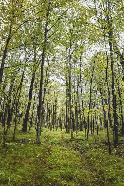 Trail Genom Tät Skog Ontario Kanada — Stockfoto
