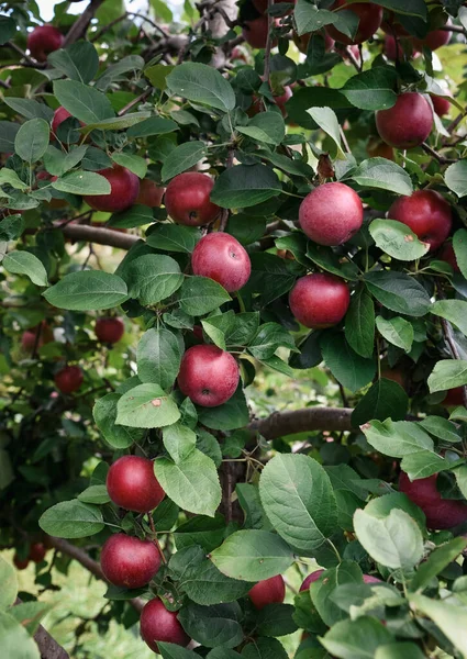 Many Ripe Red Apples Growing Tree Orchard — Stock Photo, Image