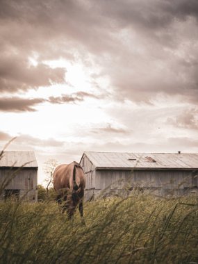 Fırtınalı bir günde Arjantin 'de at otluyor.