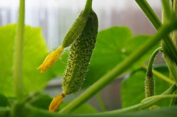 Komkommer Vrucht Groeit Een Zweep — Stockfoto
