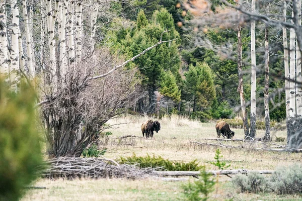 Two Bison Graze Meadow Yellowstone National Park — Stock Photo, Image