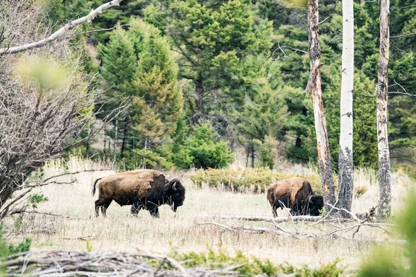 Dva Bizoni Pasou Louce Yellowstonském Národním Parku — Stock fotografie