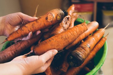 Yeşil bir havuçta taze kirli havuç hasadı