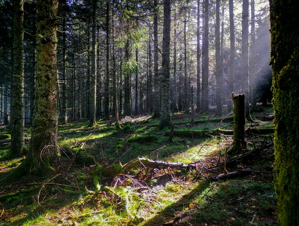 Wschód Słońca Mglistym Jesiennym Lesie — Zdjęcie stockowe