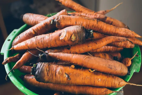 Cosecha Zanahorias Frescas Sucias Una Cuenca Verde — Foto de Stock