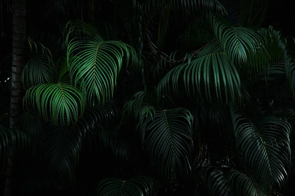 深绿色棕榈林背景 — 图库照片