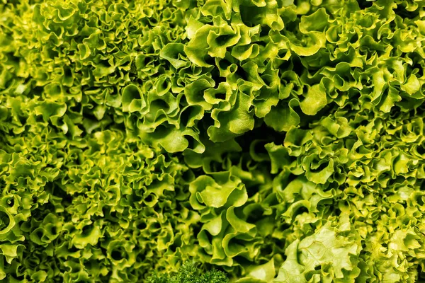 Weißgrüner Salathintergrund Mit Interessanter Welliger Konsistenz — Stockfoto