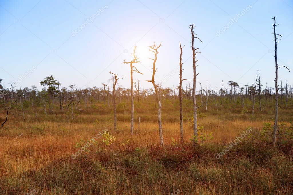 A beautiful swamp in the rays of the sun, where unusual trees grow
