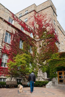 Üniversite kampüsündeki kırmızı sarmaşık kaplı binanın önünden geçen bir adam..