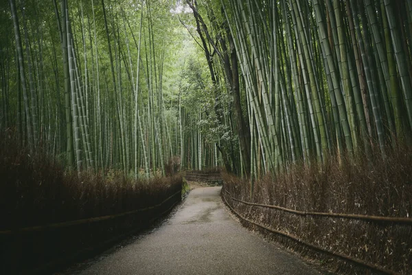 Camino Vacío Bosque Bambú Sagano Cerca Kyoto Japón —  Fotos de Stock