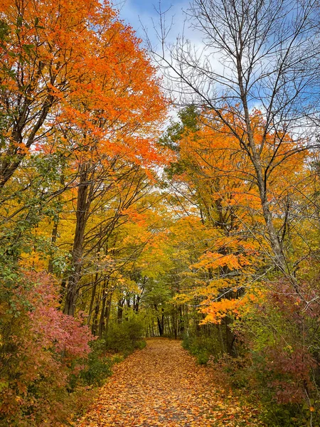 Piękny Liść Pokryty Szlakiem Przez Las Jesienią — Zdjęcie stockowe