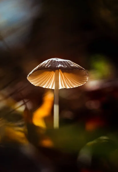 Close Cogumelo Iluminado Crescendo Chão Floresta — Fotografia de Stock