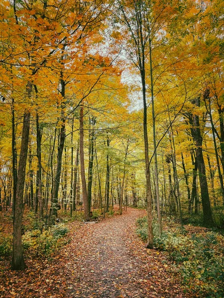 가을에 가로지르는 아름다운 나뭇잎 — 스톡 사진