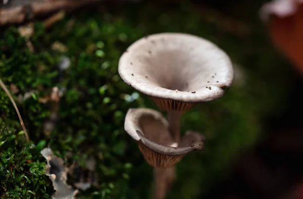 Close Cogumelos Que Crescem Chão Floresta — Fotografia de Stock