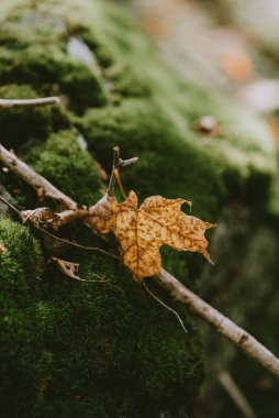 Düşmüş sarı akçaağaç yaprağı orman zemininde yeşil yosun üzerinde.