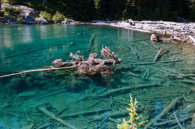 Mavi alp gölünde yüzen ölü ağaç