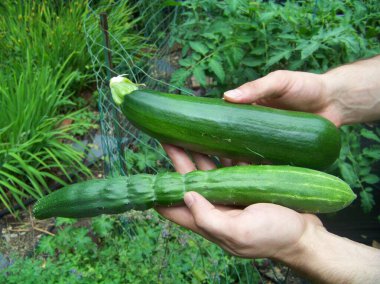 Çiftçi, New Jersey 'den alınmış organik kabak ve salatalık.