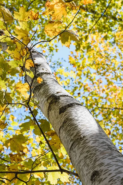 Bir Huş Ağacının Kabuğuna Yakın Yaprakları Sonbahar Günü — Stok fotoğraf