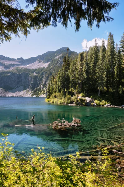 枯树飘浮在美丽的高山湖中 — 图库照片