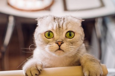 Pençeli bir kedi kameraya bakar.