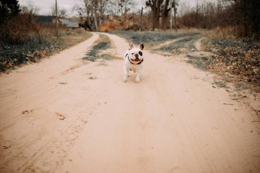 Siyah beyaz İngiliz bulldog 'u parkta bir shlee ile yürüyor.